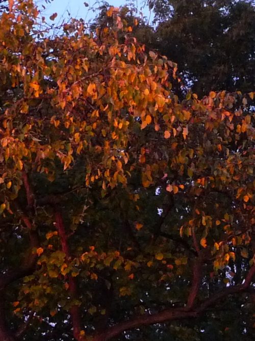 Autumn leaves in the early morning sun