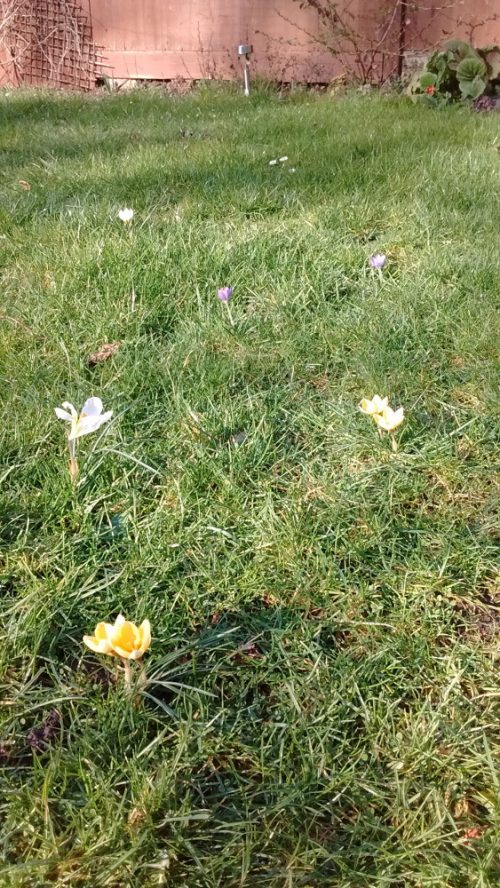 Crocuses in the lawn