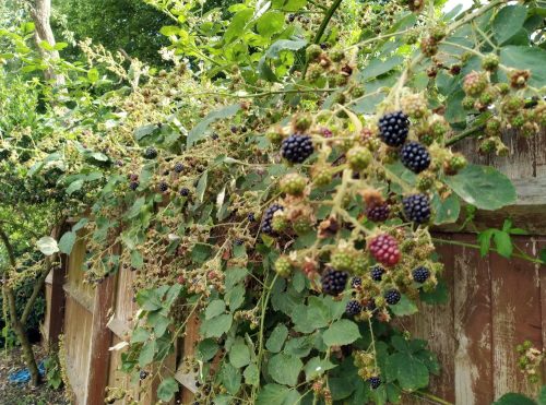 A large crop of blackberries