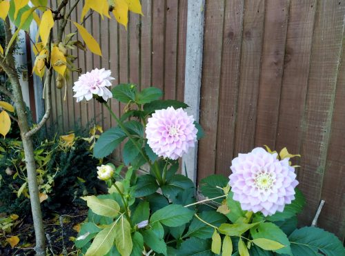 Dahlias October 2022