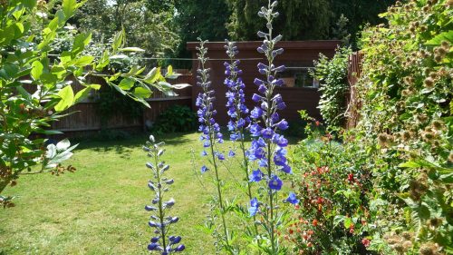 Delphiniums and berries