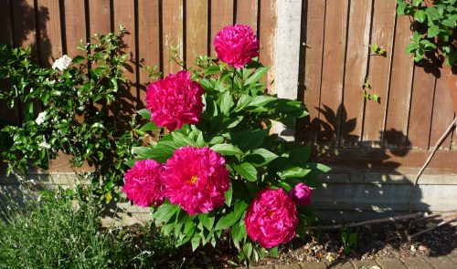 Peonies in the front border