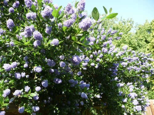 California Lilac