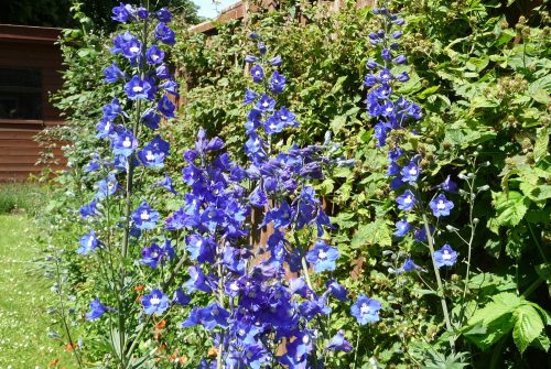 Delphiniums