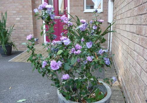 hibiscus in flower